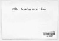 Fusarium parasiticum image
